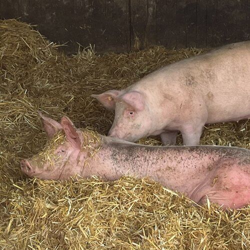 Stroh-Schweine auf dem Hof